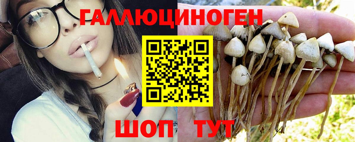 Галлюциногенные грибы Psilocybe Электрогорск